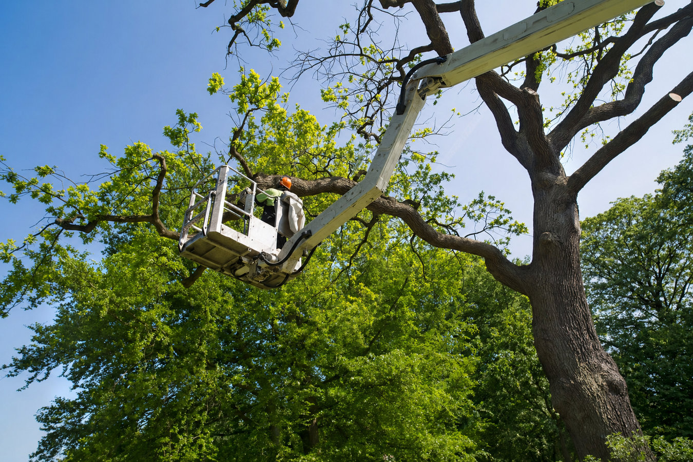 Commercial tree service in Laguna Beach, CA
