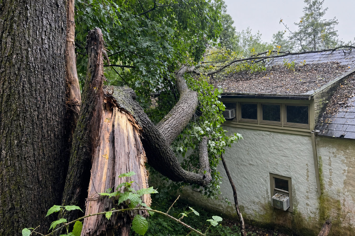 Emergency tree service in Laguna Beach, CA