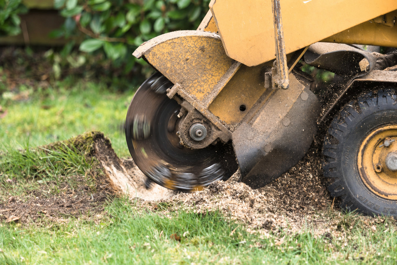 Stump removal in Laguna Beach, CA